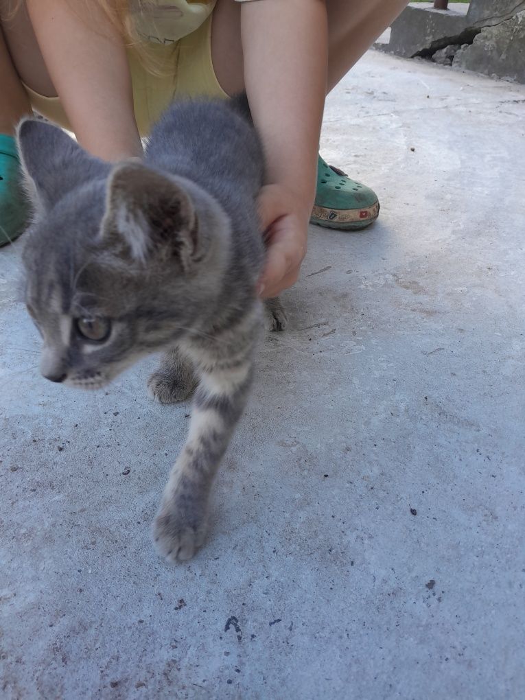 Віддам в добрі руки кошеня