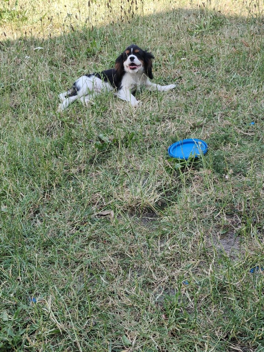 Cavalier King Charles Spaniel paniel