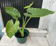 Planta em vaso Alocasia