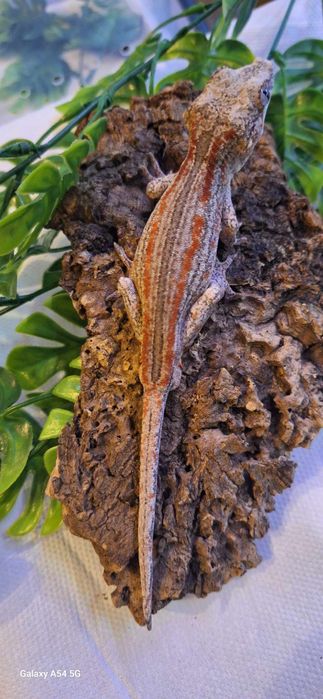 Gekon gargulec _ samiec