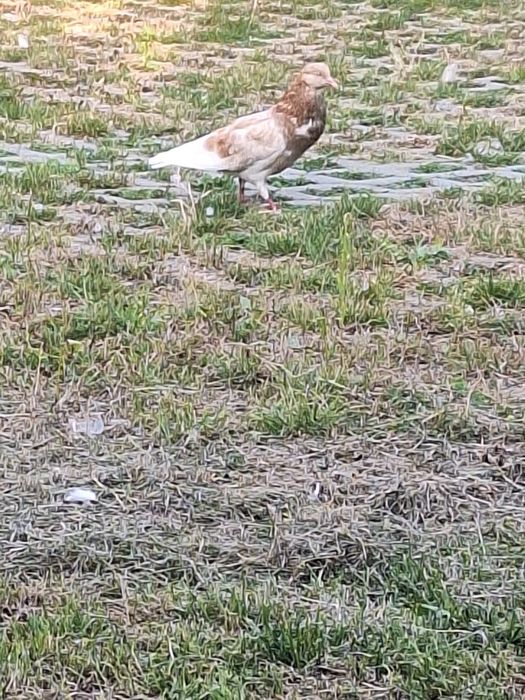 Stawaki polskie samiec rudy