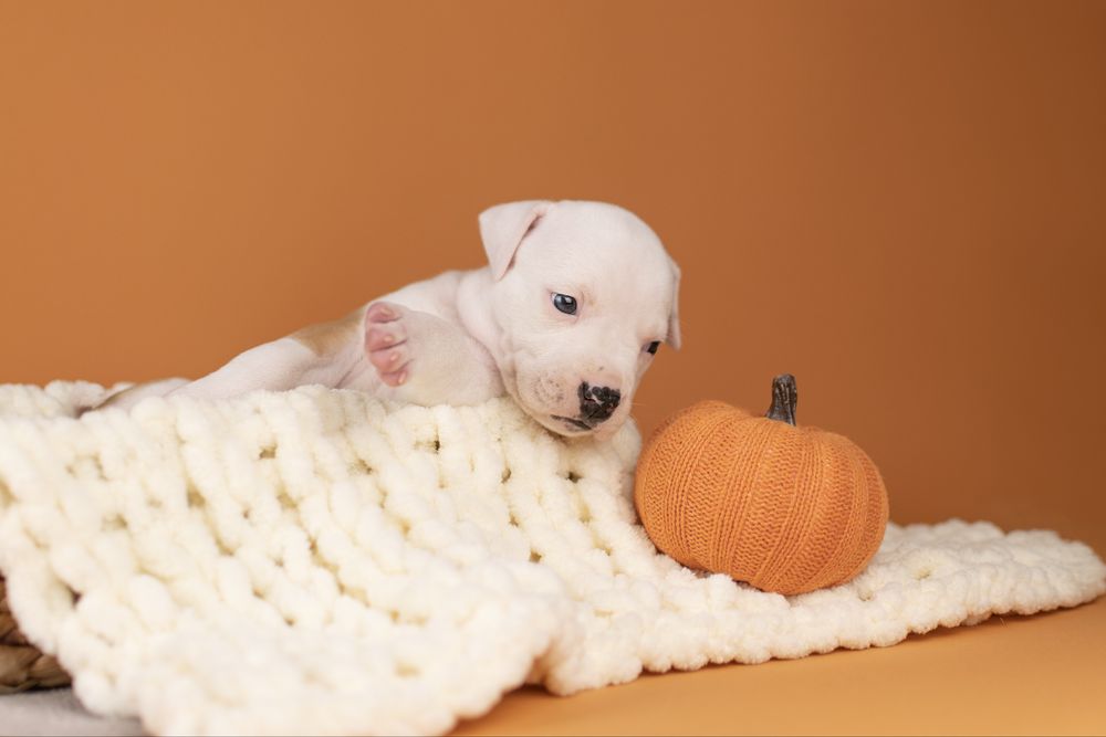 Розкішна дівчинка амстафф з офіційного розплідника