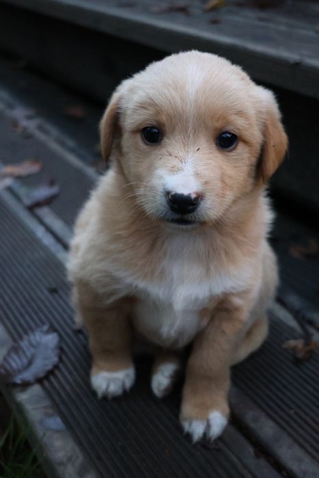 Віддам цуценят у добрі руки!!!