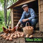 Kury kokoszki nioski rasy Tetra brązowa odchowana