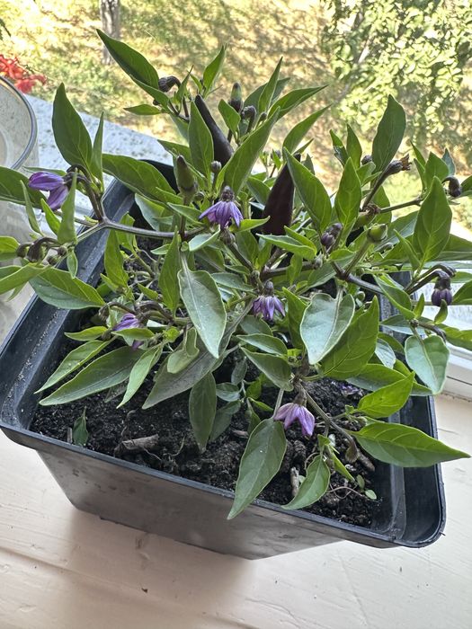 Острый комнатный перец