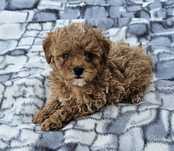 Maltipoo.Prześliczny chłopczyk w rozmiarze S!