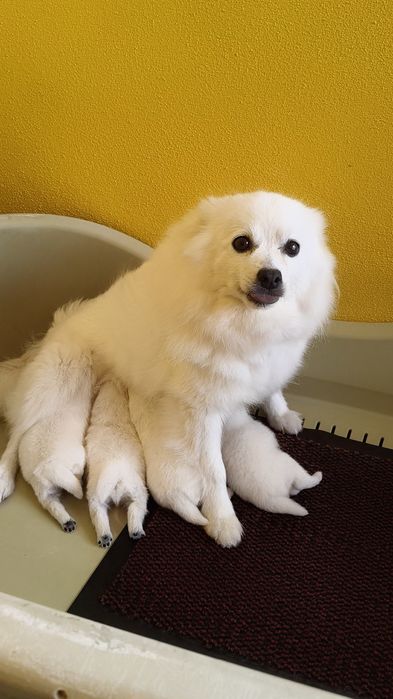 Spitz alemão menina