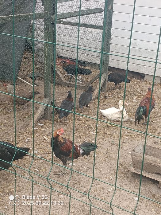 Sprzedam kury I koguty ozdobne