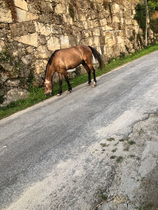 Cavalo 4 anos bom para crianças