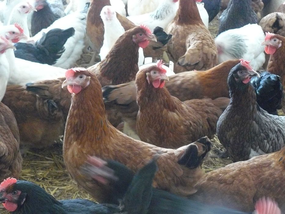 Kury nioski odchowane z jajkiem Rossa