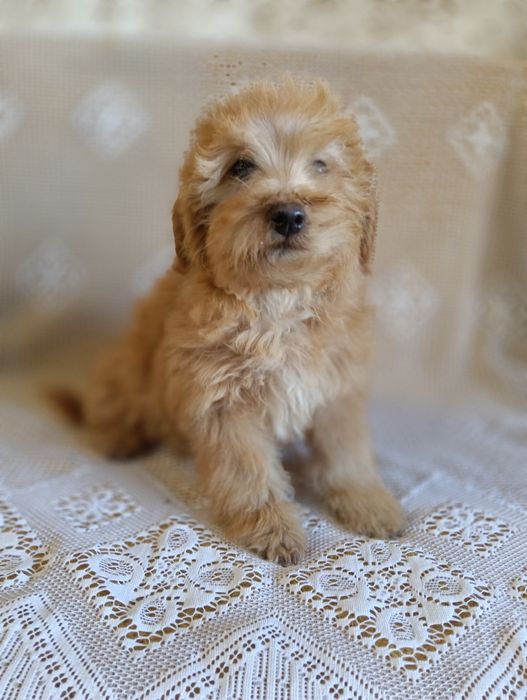 Голдендудль F1 b дівчинка