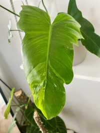 Philodendron camouflage / rzadki okaz!