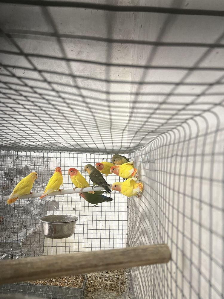 Varias aves disponiveis (caturras, agapornis e ring necks)