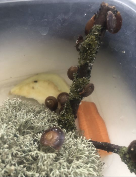 Караколус Экселенс