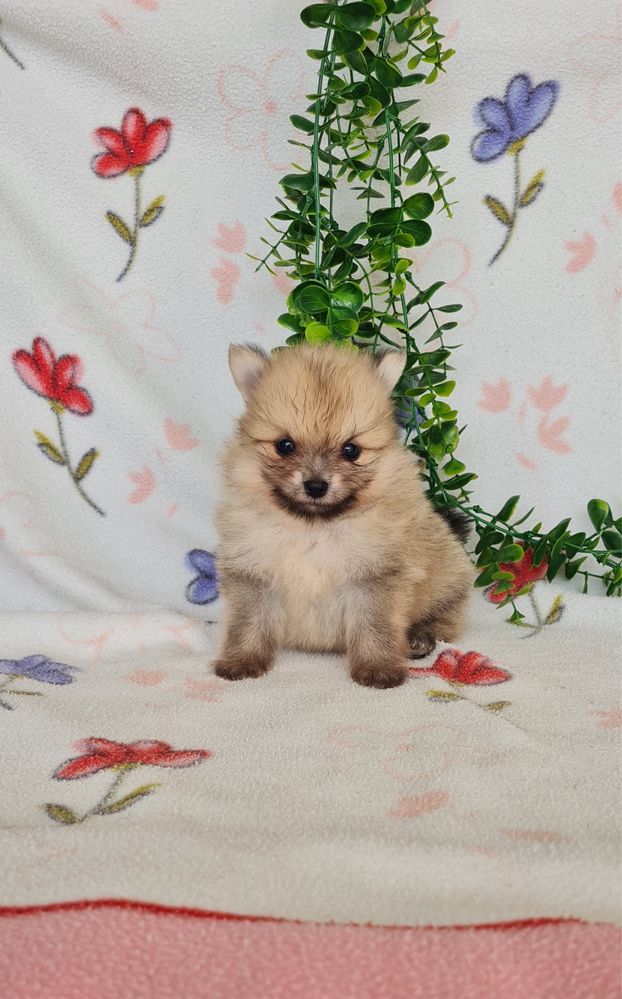 Menino Lulu da Pomerânia mini mini