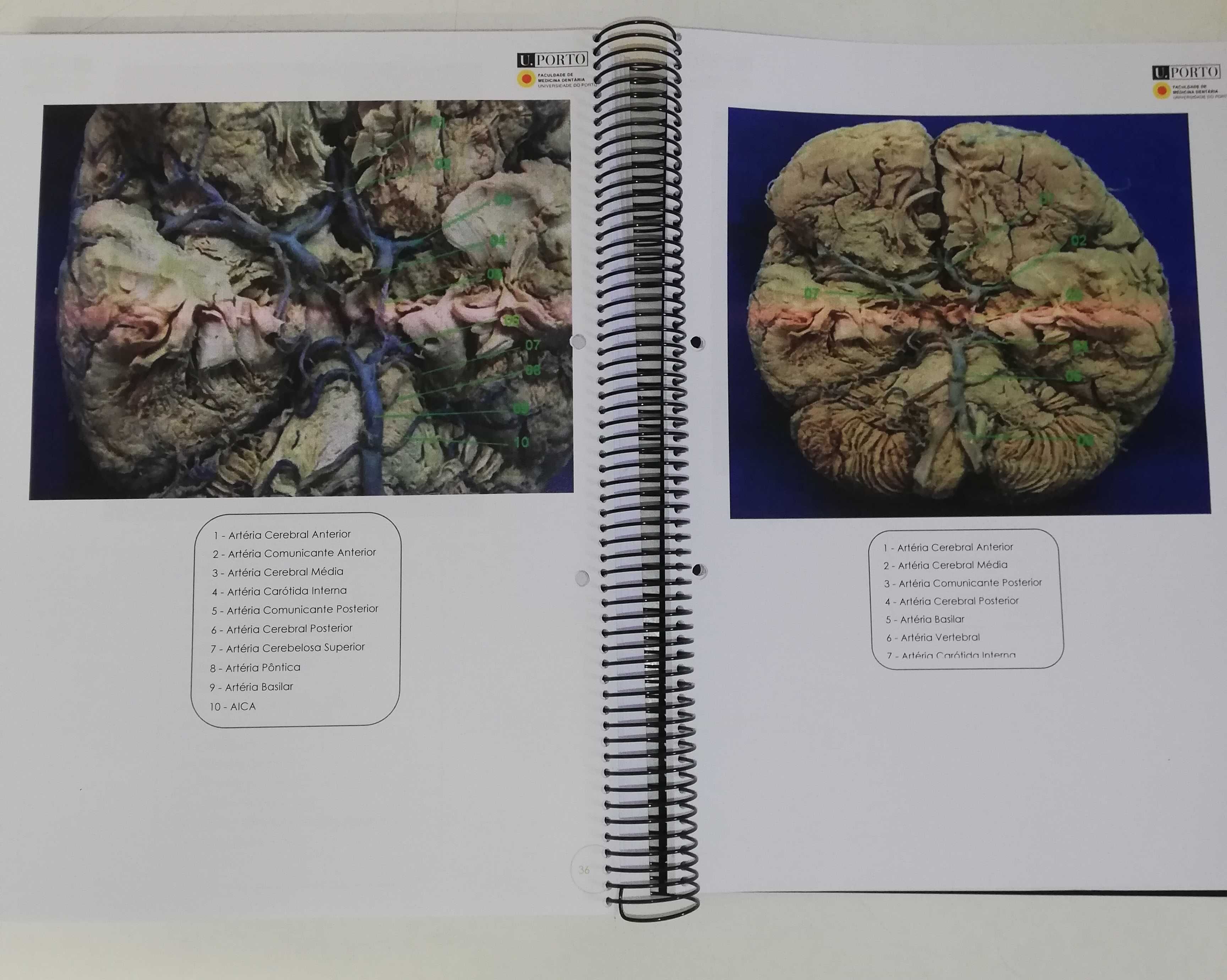 Atlas de Neuroanatomia