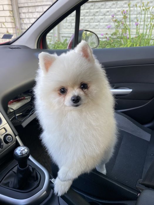 Хлопчик міні шпіц, шукає дівчинку для вязки