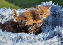 Maine Coon kocurek rudy