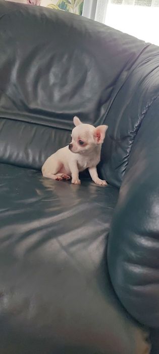 Biały maleńki piesek chihuahua