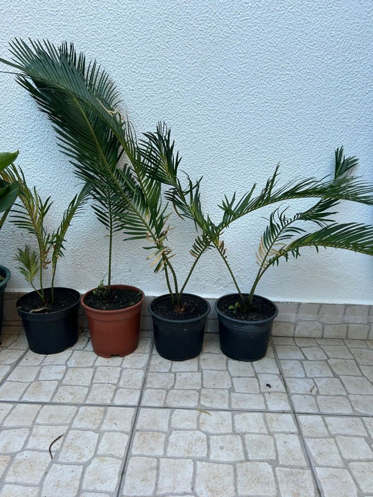 Vendo plantas SICA