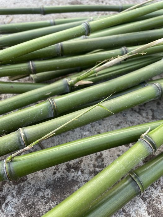 Bambus Phyllostachys bissetti bissetta bisseti