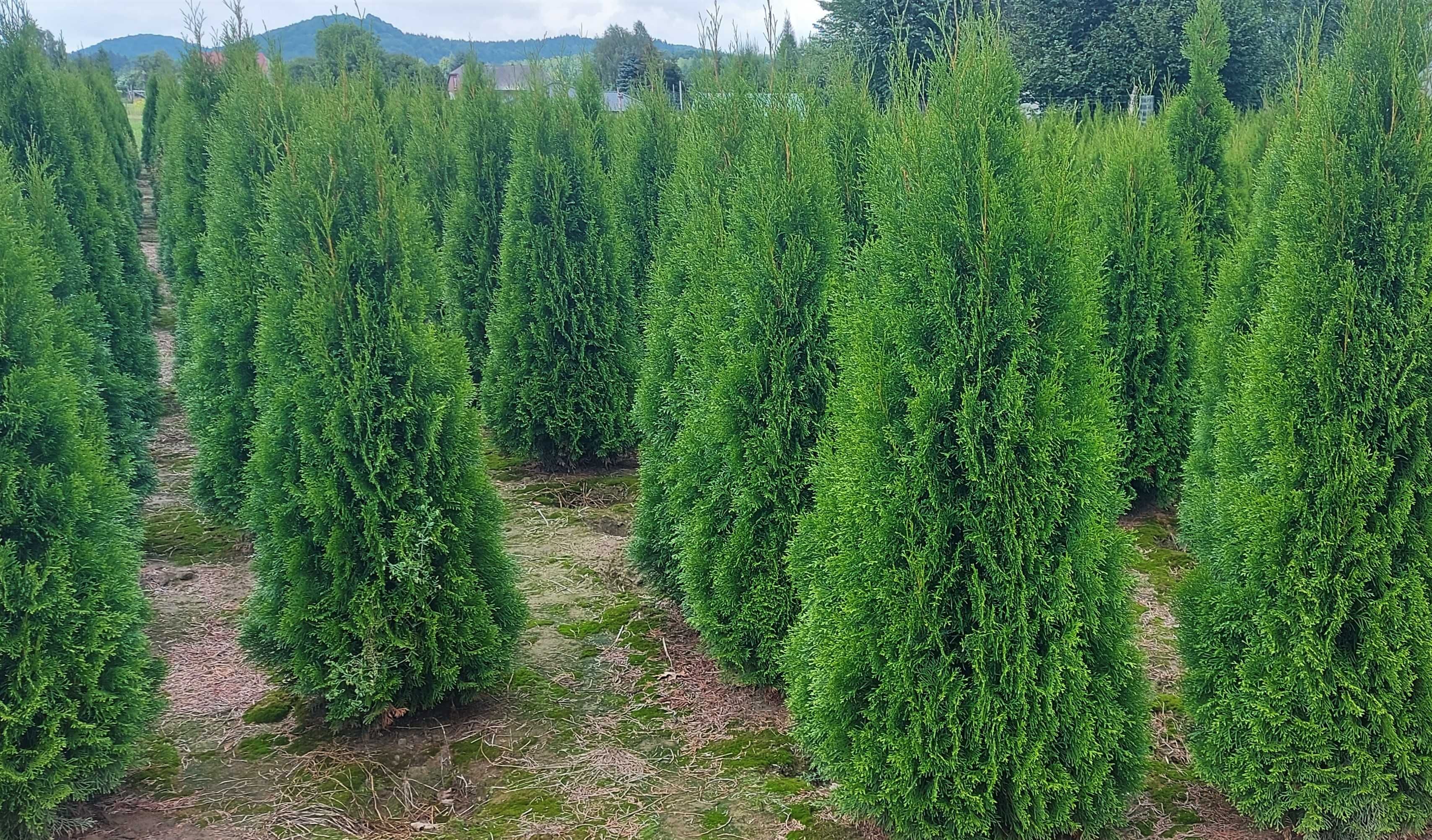 Tuja Szmaragd 300cm