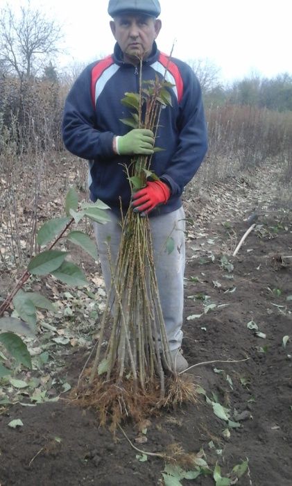 Подвой підщепа  Кольт,Айва ВА-29,  М9 62-396 М7 евріка бест-3