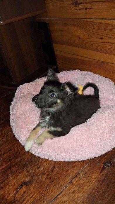 Грайливий хлопчик шукає родину (привеземо в будь-який куточок країни)