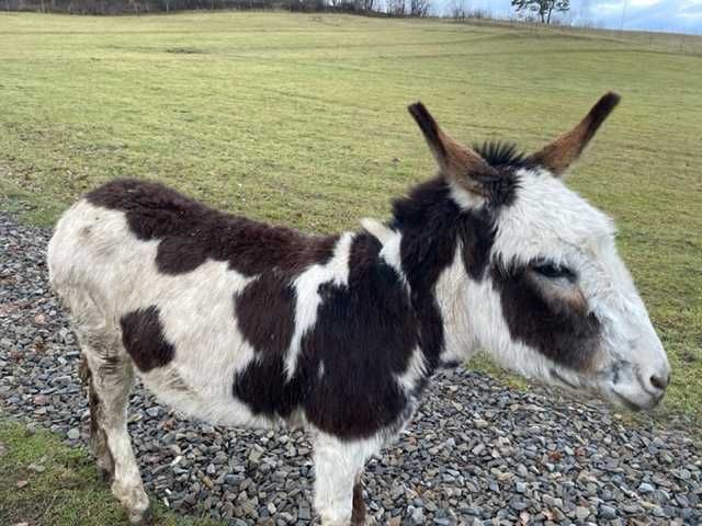 OSIOŁ osły ośliczka