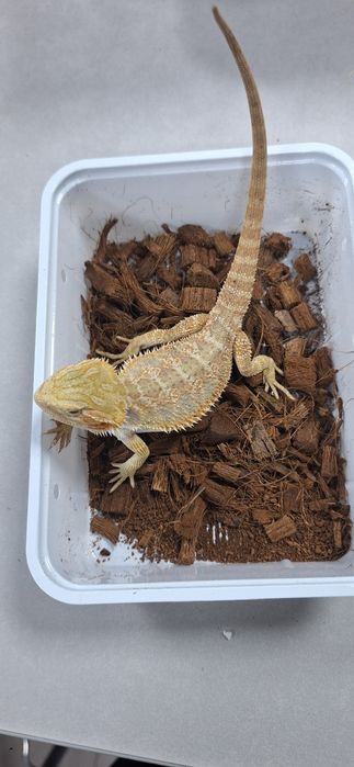 Agama brodata samiczka