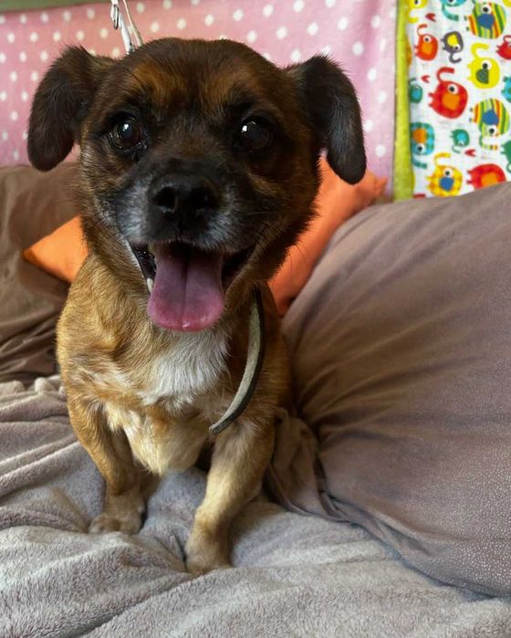 Piesek do adopcji TOFIK