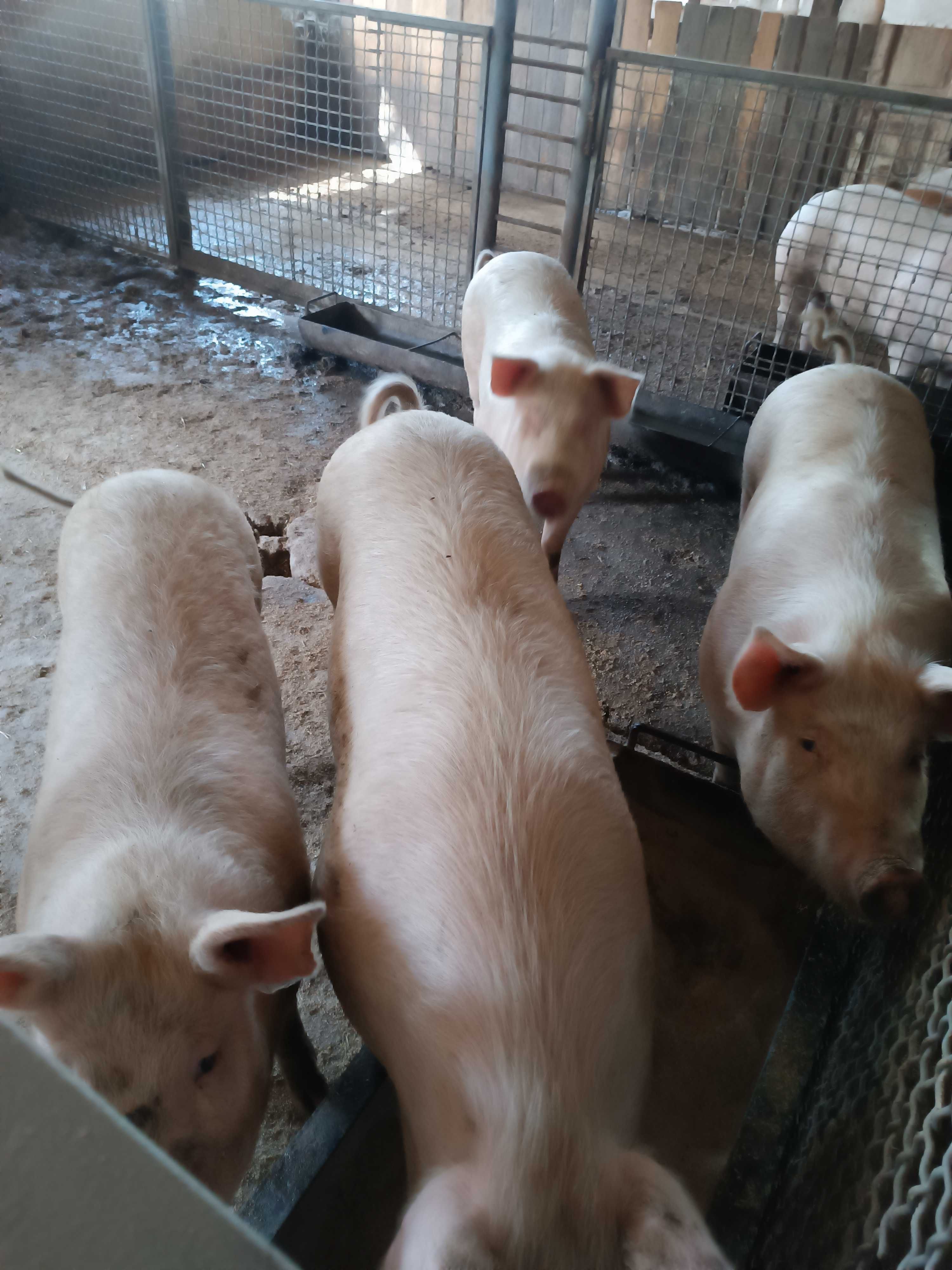 Свині відгодовані кабанчики