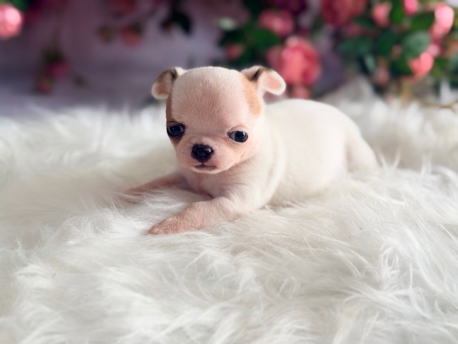 ***Cudna mini dziewczynka***Xxs jak laleczka mini chihuahua