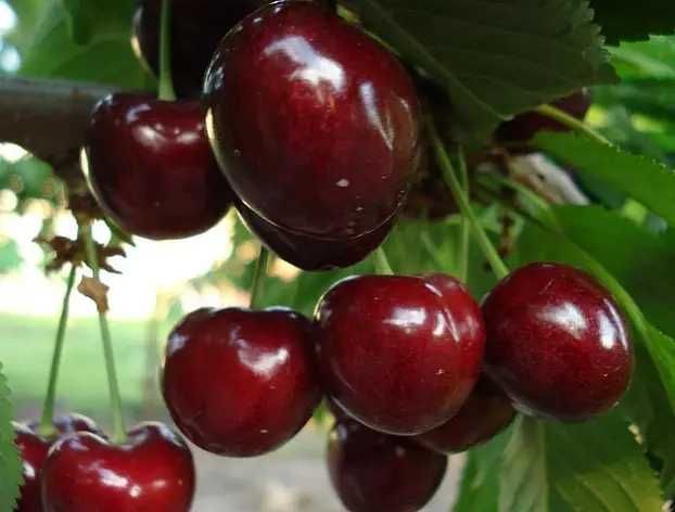 Саджанці черешні