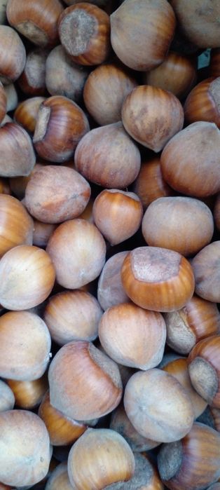 Горіх фундука урожай 2025р