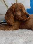 Piesek Cocker spaniel