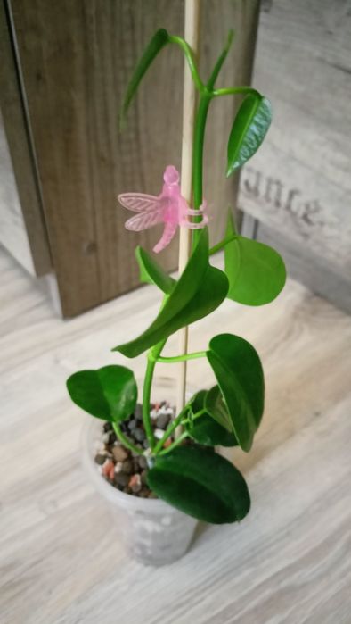 Hoya Ariadna rosnąca