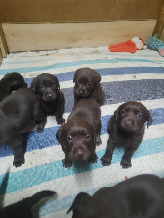 Labrador czekoladowy z rodowodem