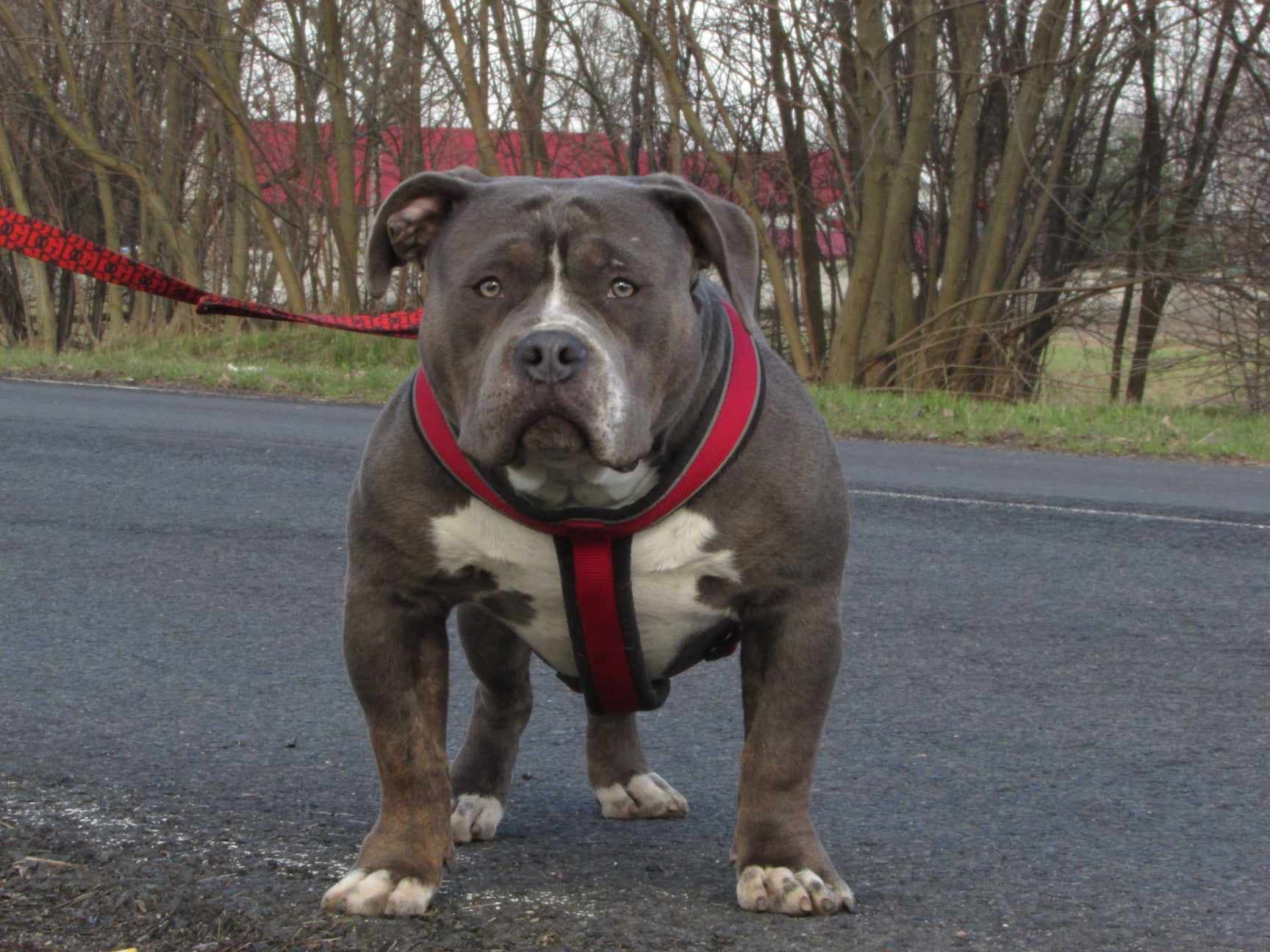 American Bully Extreme