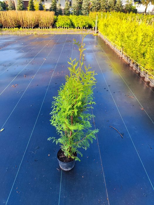 Wyprzedaż! Thuja Brabant (tuja żywopłot) szybko rosnąca PROMOCJA!
