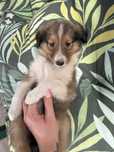 Owczarek Szkocki- Collie