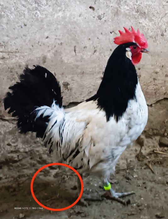 Koguty Wyandotta Lakenfelder Marans koguty młode