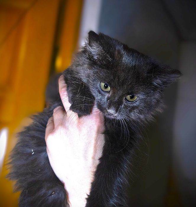 Кошеня чорний шукає дім