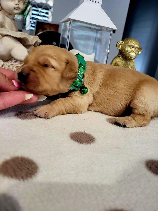 Golden retriever ciemno złote maluszki