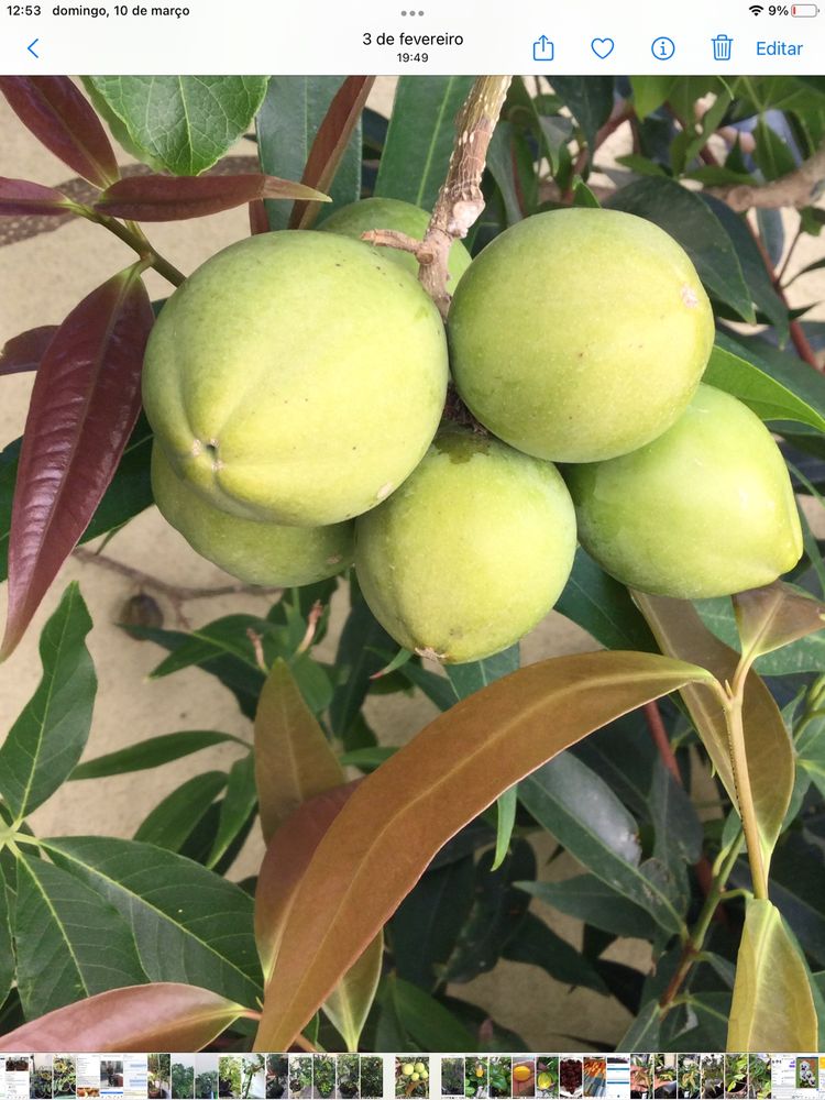 Planta de zapote branco