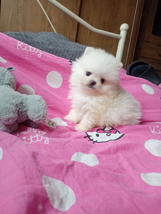 Szpic miniaturowy piesek