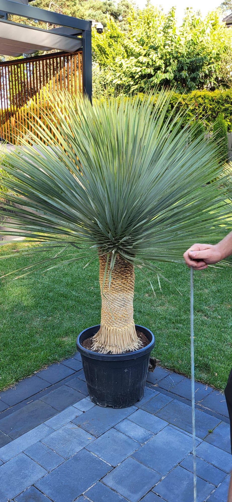 Yucca rostrata. Juka rostrata.