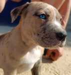 Amstaff pręgowany niebieskie oko