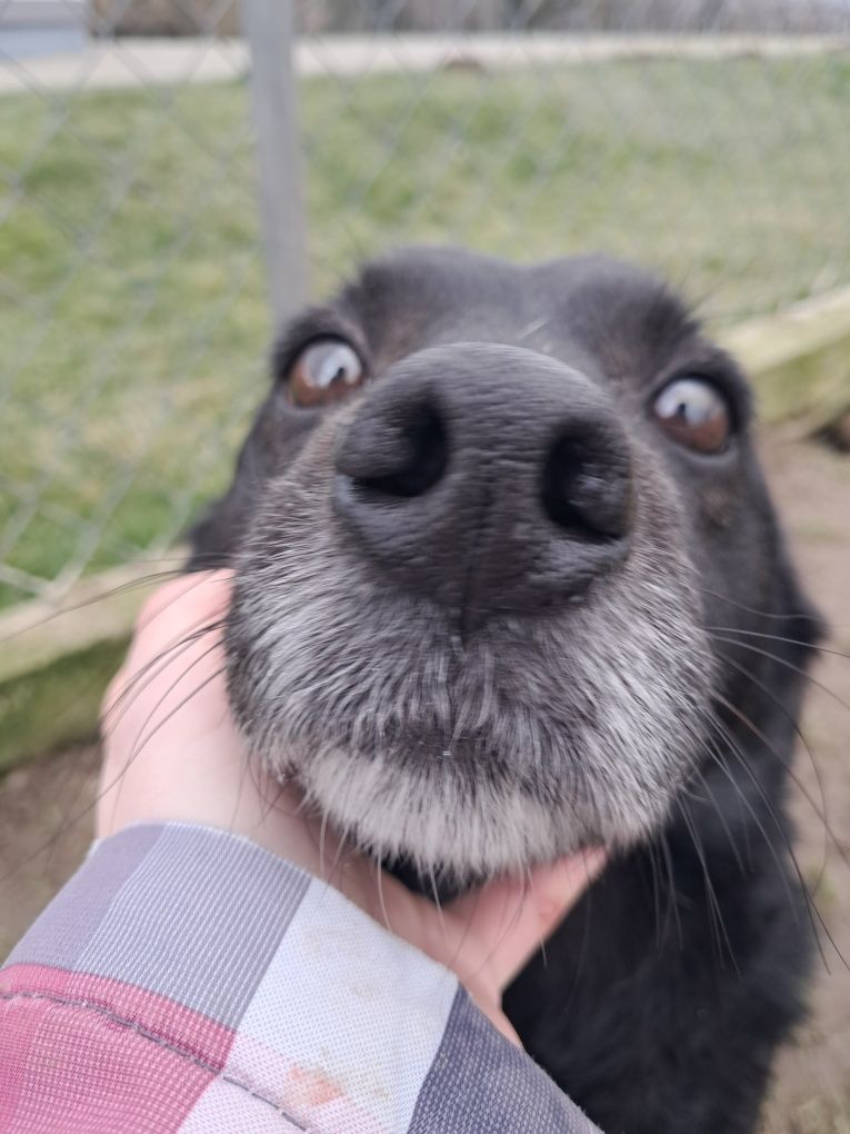 Dżonson do adopcji