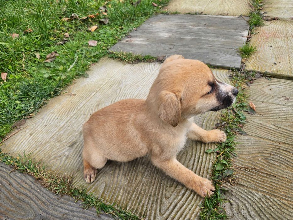 Oddam pieski za darmo